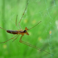 Tetragnatha  sp.