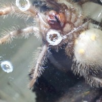 Please sex my t. stirmi1