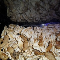 Meal worms that are about to molt