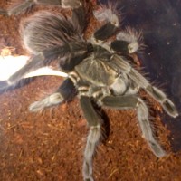 pamphobeteus sp? 18 months female