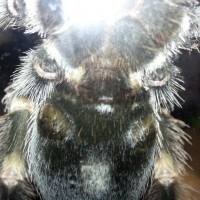 b. smithi