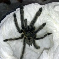 Psalmopoeus cambridgei