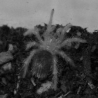 Grammastola pulchripes baby