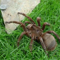 Theraphosa female