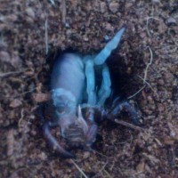 Ctenolophus molting.