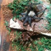 Aphonopelma hentzi first molt after laying eggsac