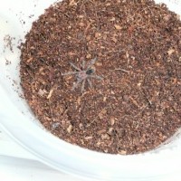 Grammostola pulchra