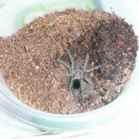 Grammostola pulchra