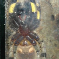 P.regalis