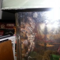 P. regalis