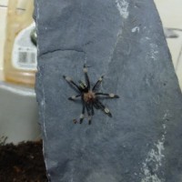 P. irminia