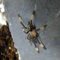 P. irminia