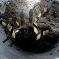 poecilotheria