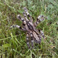 poecilotheria