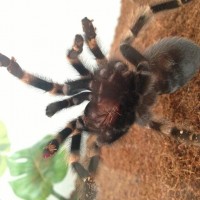 B. Smithi