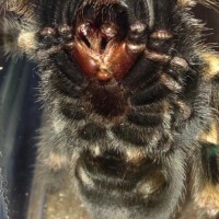 B Smithi