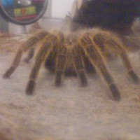 just before molting.