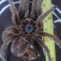 Around 6" molt so she will be a big Rosea now.