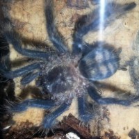 P. Irminia