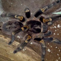 G. Pulchripes