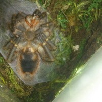 Grammostola pulchripes