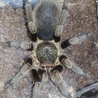 Pichidangui Blue Beauty (Euathlus sp. Blue)