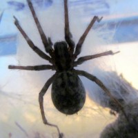 Tegenaria Sp Gigantea