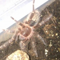 Grammostola Pulchripes