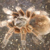 Grammostola Rosea