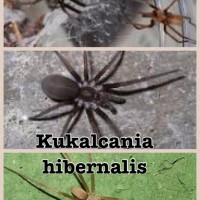 Kukulcania hibernalis