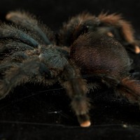 What kind of Avicularia is it? I got confused of it.