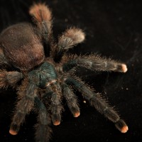 What kind of Avicularia is it? I got confused of it.