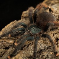 What kind of Avicularia is it? I got confused of it.