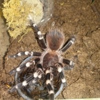 Acanthoscurria Geniculata