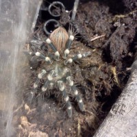 Acanthoscurria Geniculata