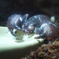 Pandinus Imperator drinking