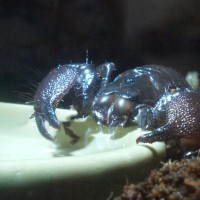 Pandinus Imperator drinking