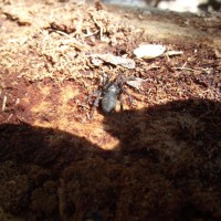 Unknown spider found under tree bark