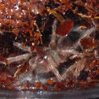 Am I a G. pulchripes?