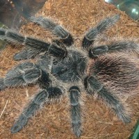 Lasiodora Difficulis