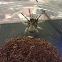 B.Smithi