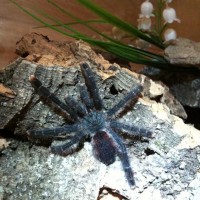 Seven my A. avicularia