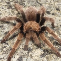 Aphonopelma paysoni?