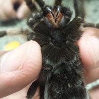 Aphonopelma paysoni?