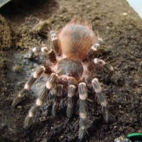 A. geniculata or A. brocklehursti ?