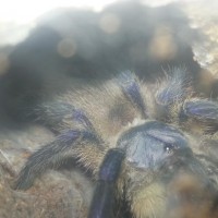 m.balfouri