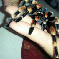 b.smithi