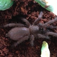 Chilobrachys sp. Blue