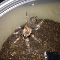 Brachypelma something?