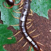 Scolopendra Subspinipes